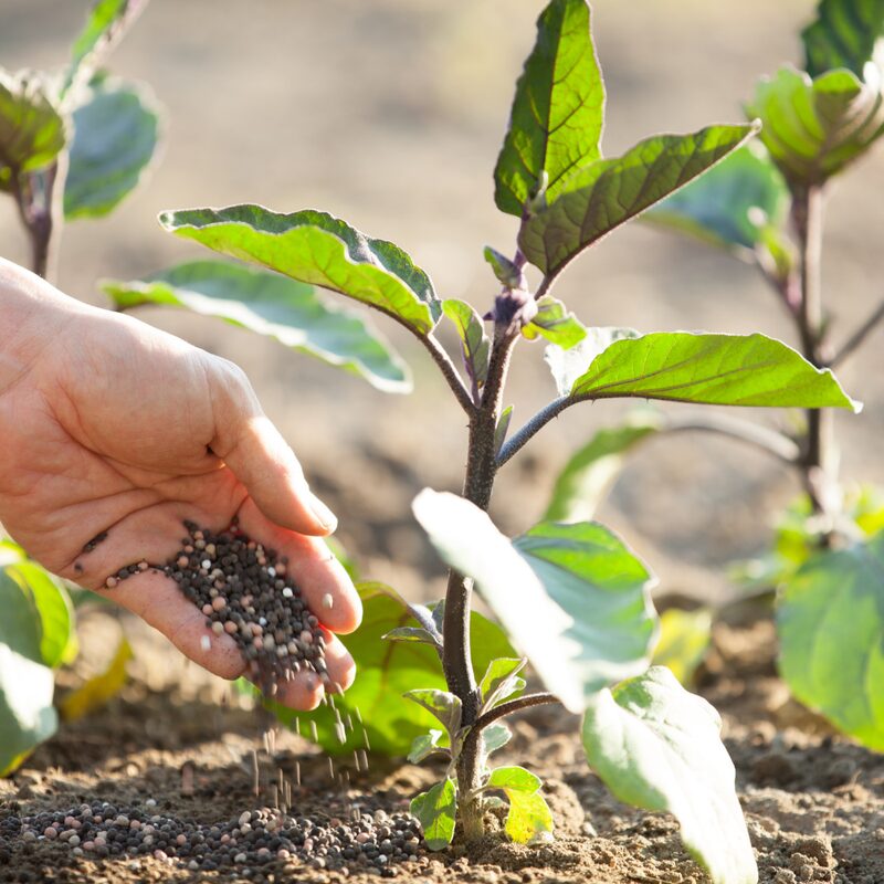 Black Beauty Eggplant - Image 4