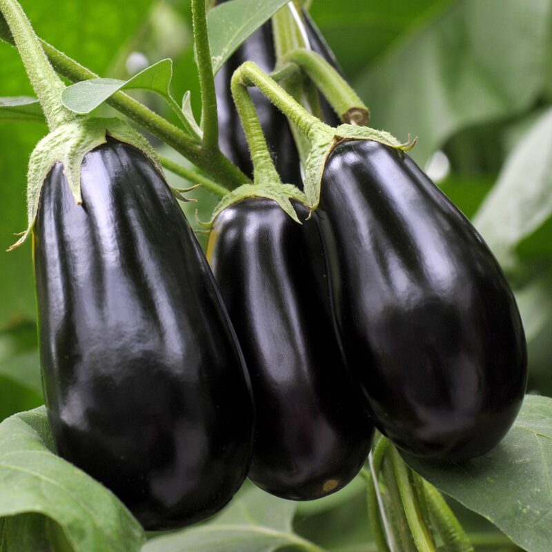 Black Beauty Eggplant