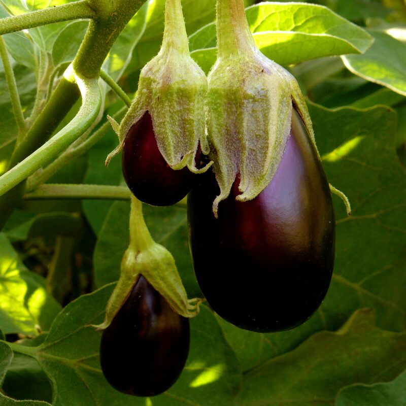 Black Beauty Eggplant - Image 2