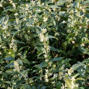 Alternative view of Sweet Box Fragrant Flowers