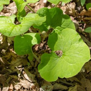 Alternative view of Wild Ginger