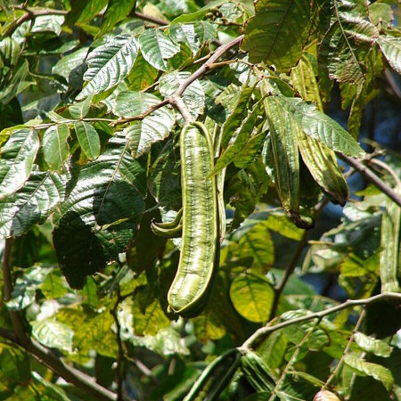 Ice Cream Bean Fruit Tree - Image 5