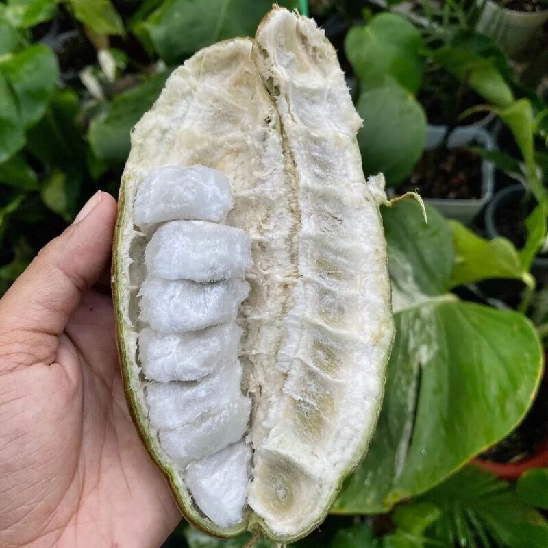 Ice Cream Bean Fruit Tree - Image 4