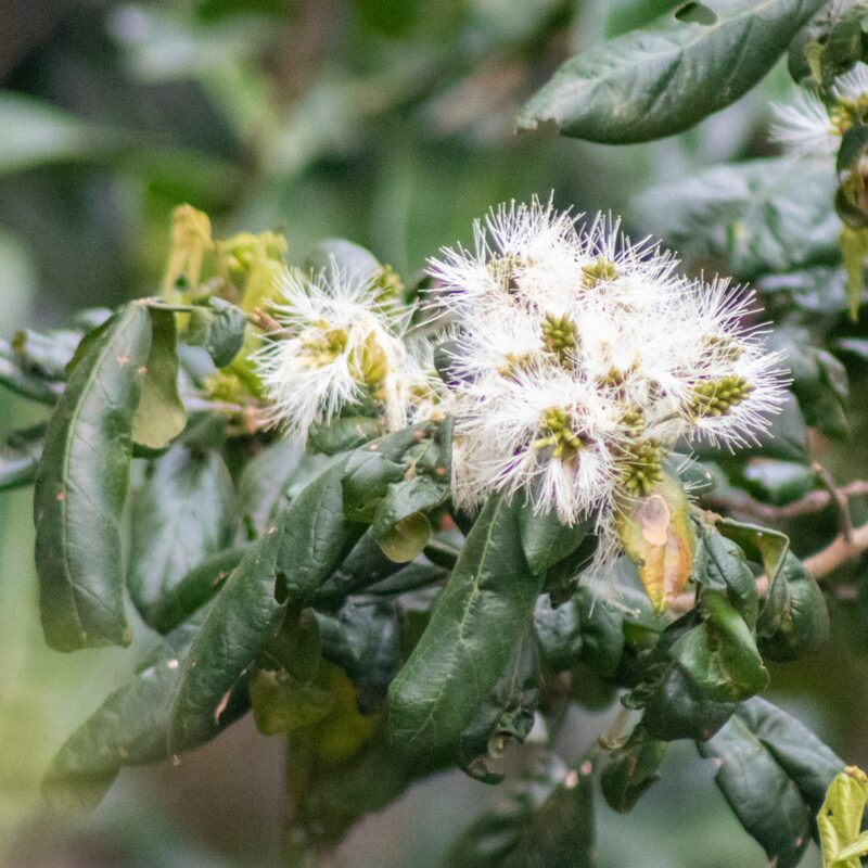 Ice Cream Bean Fruit Tree - Image 2