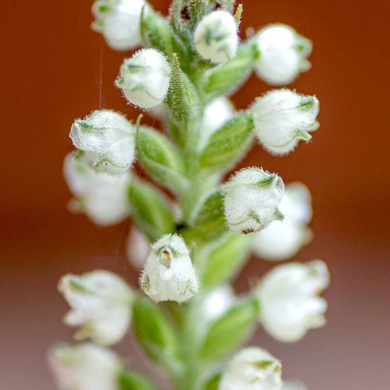 Rattlesnake Plantain Orchid - Image 4
