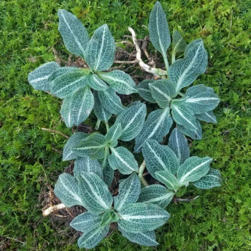 Rattlesnake Plantain Orchid - Image 3