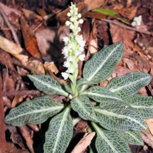 Alternative view of Rattlesnake Plantain Orchid