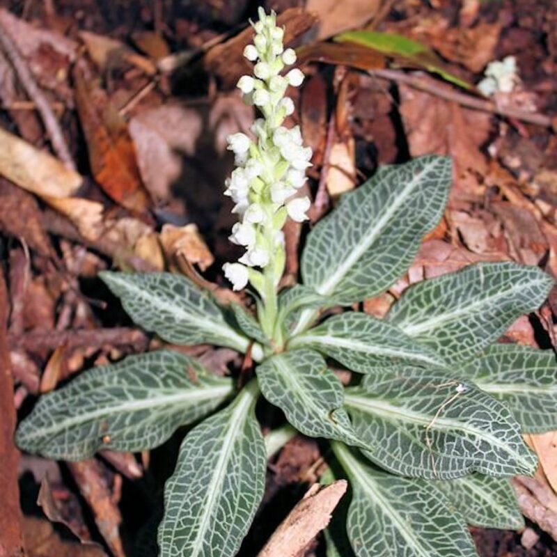 Rattlesnake Plantain Orchid - Image 2
