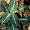 Rattlesnake Plantain Orchid