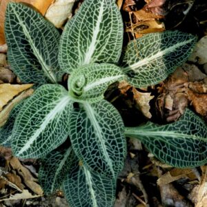 Rattlesnake Plantain Orchid