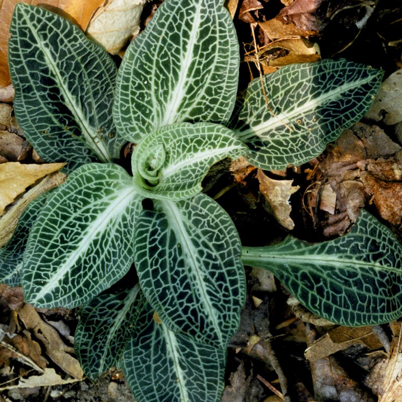Rattlesnake Plantain Orchid