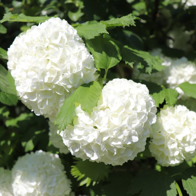 Old Fashion Snowball Viburnum - Image 5