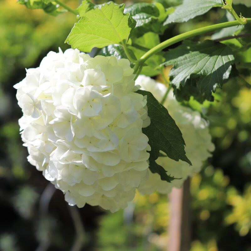 Old Fashion Snowball Viburnum - Image 4