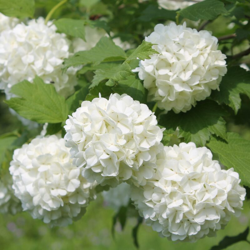 Old Fashion Snowball Viburnum - Image 3
