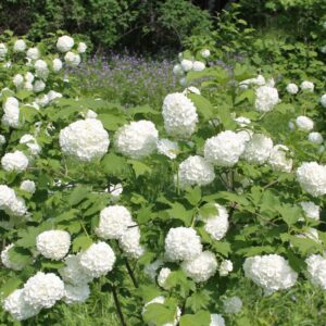 Alternative view of Old Fashion Snowball Viburnum
