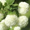 old fashion Snowball viburnum