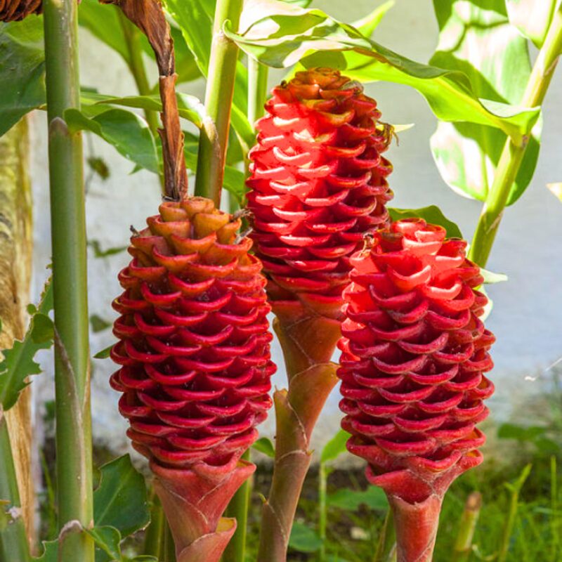 10 Zingiber Zerumbet Shampoo Ginger Roots - Image 5