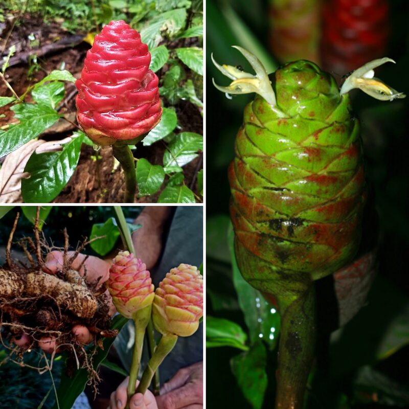 10 Zingiber Zerumbet Shampoo Ginger Roots - Image 3