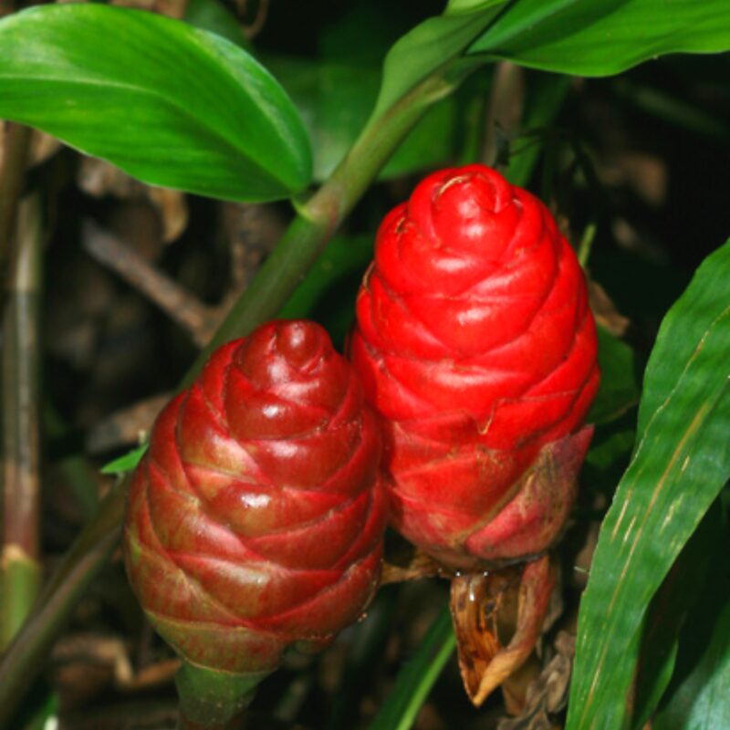 10 Zingiber Zerumbet Shampoo Ginger Roots - Image 2