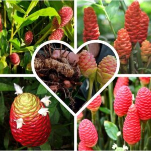 8 Zingiber Zerumbet Ginger Roots, Shampoo Ginger