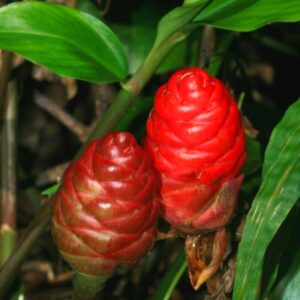 6 Awapuhi Ginger Roots, Shampoo Ginger Rhizomes, Not Plant