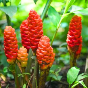 Alternative view of 5 Zingiber Zerumbet Shampoo Ginger Roots