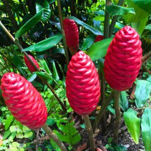 10 Awapuhi Ginger Roots, Shampoo Ginger