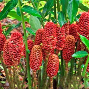 8 Hawaiian Shampoo Ginger Roots