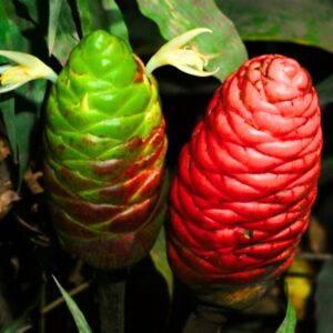 Alternative view of 6 Fresh Ginger Roots (Zingiber Zerumbet)