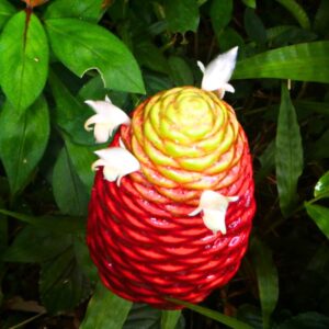 10 Awapuhi Shampoo Ginger Roots