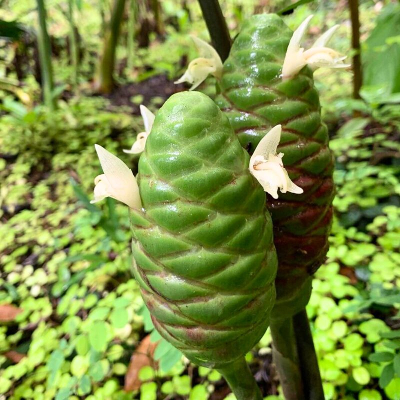 5 Awapuhi Shampoo Ginger Roots - Image 5