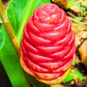 Alternative view of 5 Awapuhi Shampoo Ginger Roots