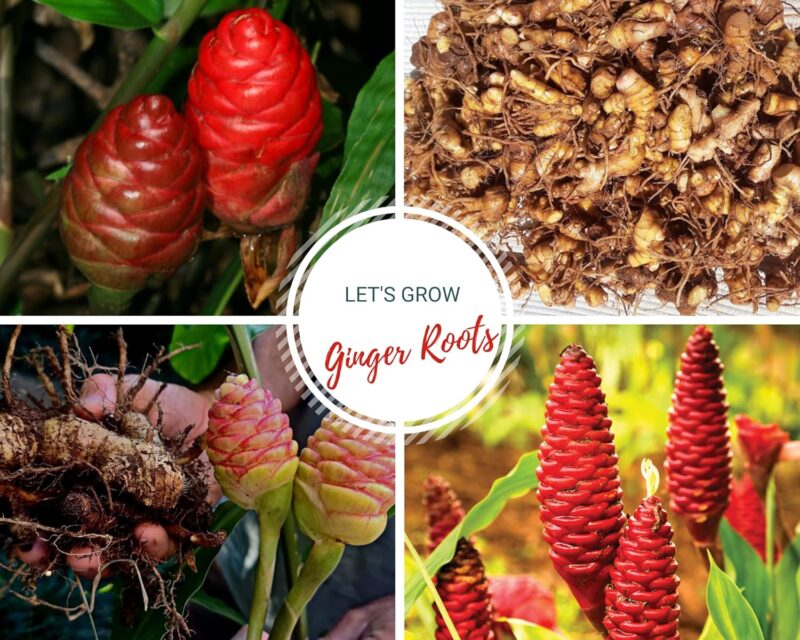 4 Awapuhi Zingiber Zerumbet Shampoo Ginger Roots - Image 5