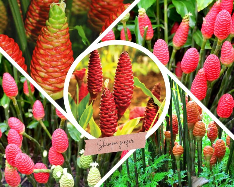 4 Awapuhi Zingiber Zerumbet Shampoo Ginger Roots - Image 4