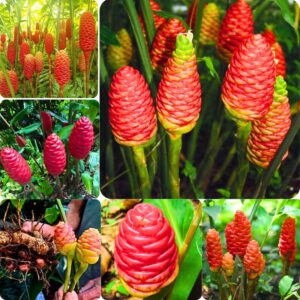 4 Awapuhi Zingiber Zerumbet Shampoo Ginger Roots