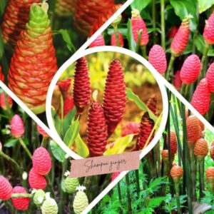 Alternative view of 10 Beehive Shampoo Ginger Roots