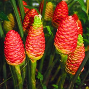 Alternative view of 6 Awapuhi Shampoo Ginger Roots