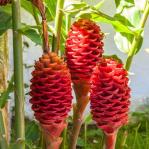 6 Awapuhi Shampoo Ginger Roots