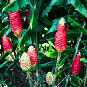 5 Beehive Shampoo Ginger Roots