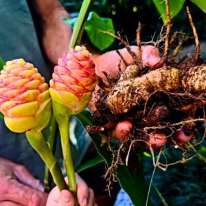 Alternative view of 4 Red Ginger Roots, Shampoo Ginger Rhizomes
