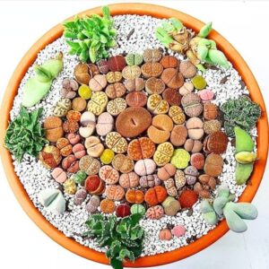 Alternative view of 30 Mix Succulent Lithop Living Stone Plants