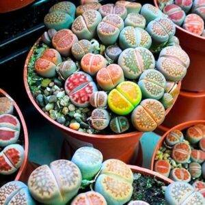 Alternative view of Set 25 Mix Lithops Living Stone