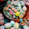 20 Mix Succulents Lithops