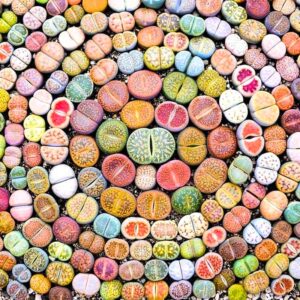20 Lithops Living Stones