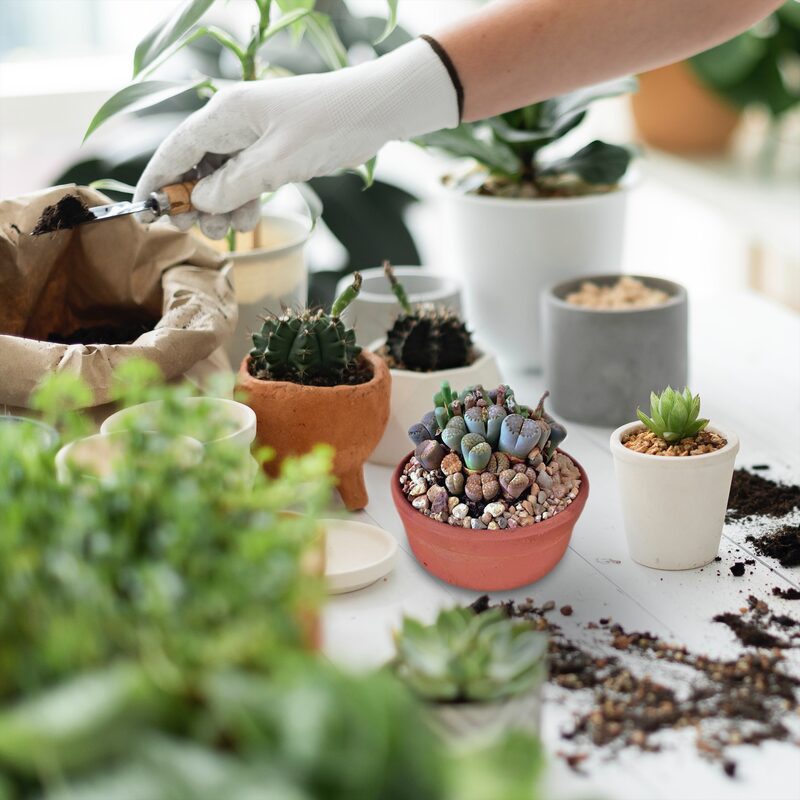 15 Living Stone Lithops Succulent Plants - Image 5