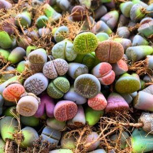 Alternative view of 15 Living Stone Lithops Succulent Plants