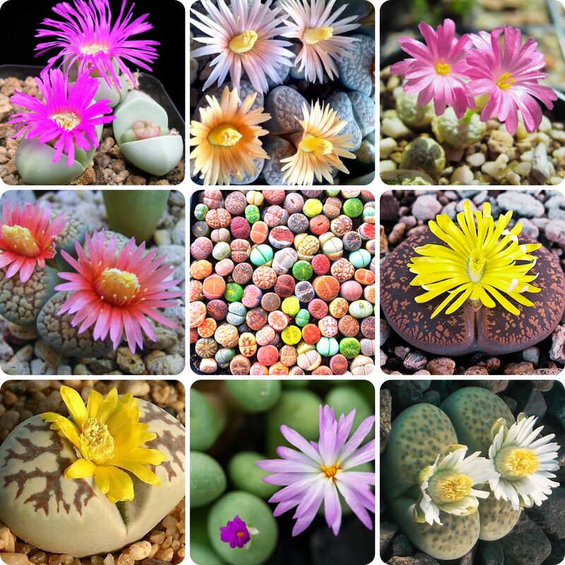 15 Living Stone Lithops Succulent Plants