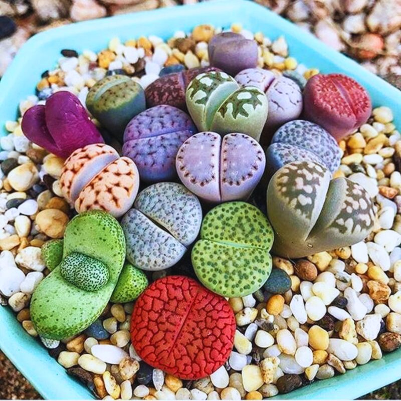 25 Mix Lithops Succulent Plants Living Stone - Image 4