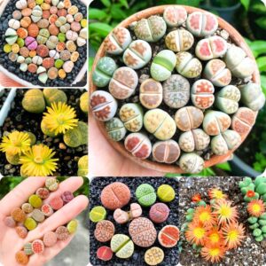 30 Mix Lithops Living Stone Succulent