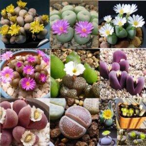 Alternative view of 20 Lithops Living Stone